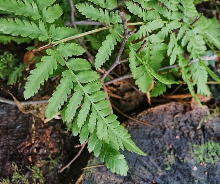 Blindly planting trees to save nature