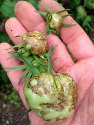 Tomato spotted wilt carried by Aphids