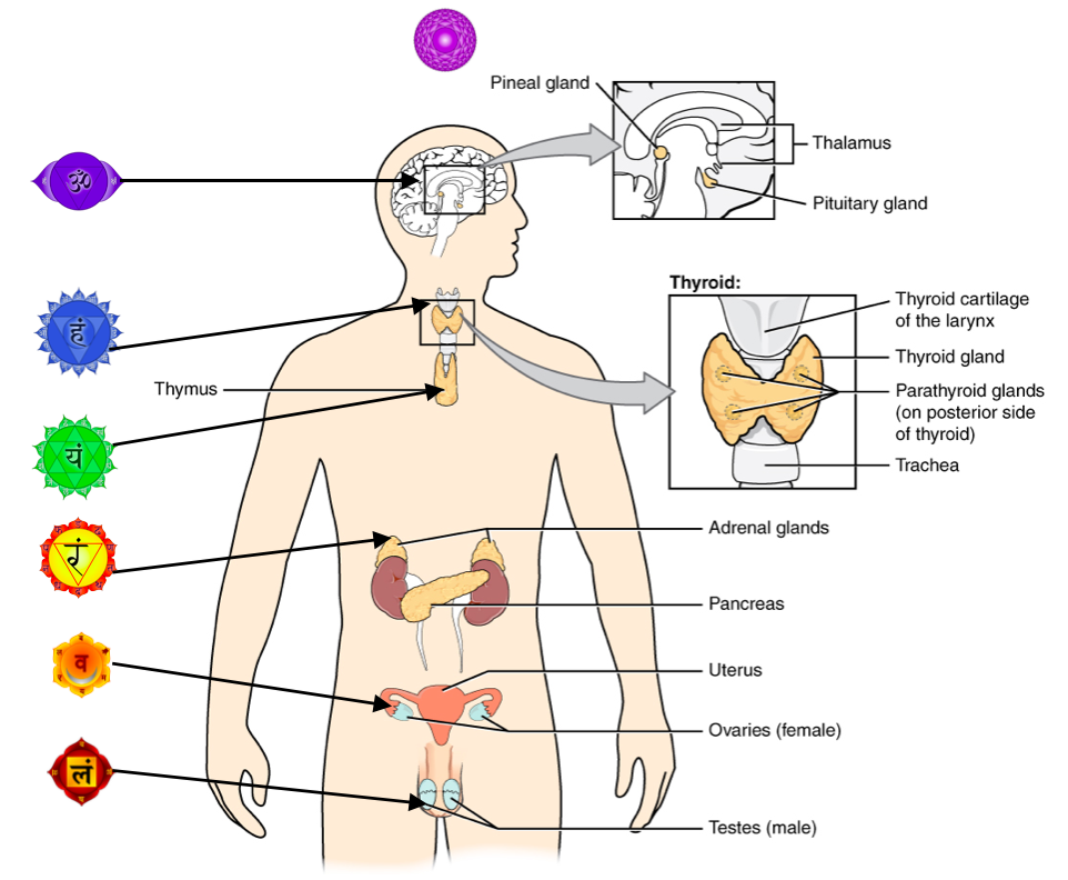 seven chakras names