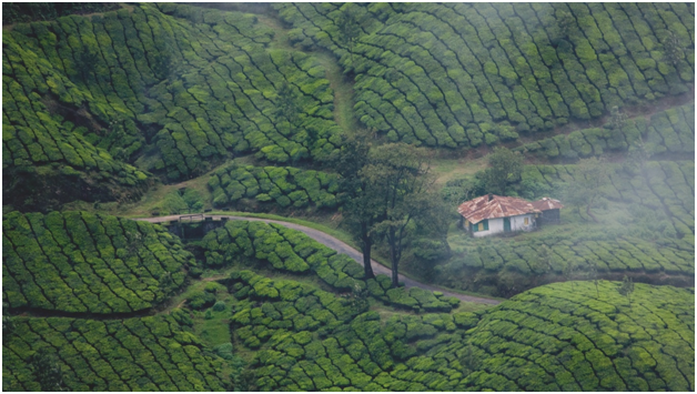 16-Essential-Things-to-Know-Before-Traveling-to-Kerala