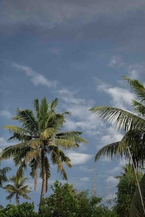location varkala palmtrees